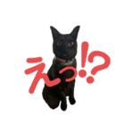 すーさんちの猫（個別スタンプ：23）