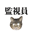 TARO is cat. not TANUKI.（個別スタンプ：2）