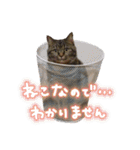 TARO is cat. not TANUKI.（個別スタンプ：5）