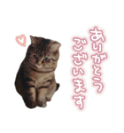 TARO is cat. not TANUKI.（個別スタンプ：14）