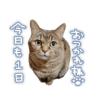 TARO is cat. not TANUKI.（個別スタンプ：26）