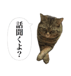 TARO is cat. not TANUKI.（個別スタンプ：29）