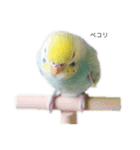 セキセイ(•.ꀎ.•)（個別スタンプ：1）