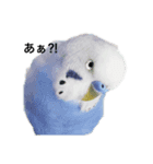 セキセイ(•.ꀎ.•)（個別スタンプ：2）