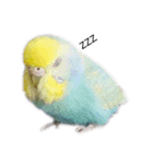 セキセイ(•.ꀎ.•)（個別スタンプ：4）