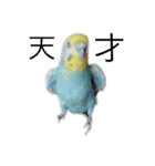 セキセイ(•.ꀎ.•)（個別スタンプ：5）