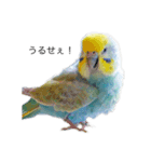 セキセイ(•.ꀎ.•)（個別スタンプ：6）