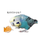 セキセイ(•.ꀎ.•)（個別スタンプ：7）