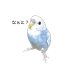 セキセイ(•.ꀎ.•)（個別スタンプ：8）
