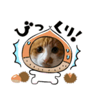 茶白猫むむ普段使い（個別スタンプ：5）