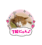 茶白猫むむ普段使い（個別スタンプ：7）