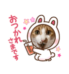 茶白猫むむ普段使い（個別スタンプ：8）