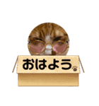 茶白猫むむ普段使い（個別スタンプ：9）