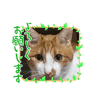 茶白猫むむ普段使い（個別スタンプ：11）