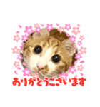 茶白猫むむ普段使い（個別スタンプ：13）