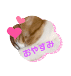 茶白猫むむ普段使い（個別スタンプ：15）