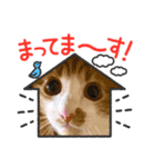 茶白猫むむ普段使い（個別スタンプ：16）