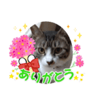 小春びより4（個別スタンプ：2）