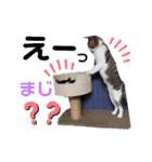 小春びより4（個別スタンプ：6）