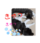 小春びより4（個別スタンプ：9）