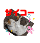 小春びより4（個別スタンプ：11）