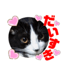 小春びより4（個別スタンプ：13）