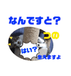 小春びより4（個別スタンプ：14）