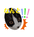 小春びより4（個別スタンプ：15）