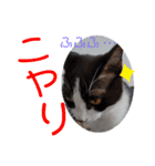 小春びより4（個別スタンプ：16）