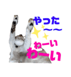 小春びより4（個別スタンプ：21）