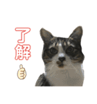 猫のサブちゃん（個別スタンプ：1）
