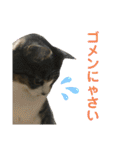 猫のサブちゃん（個別スタンプ：2）