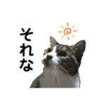 猫のサブちゃん（個別スタンプ：3）