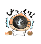 猫のサブちゃん（個別スタンプ：4）