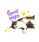 猫のサブちゃん（個別スタンプ：5）