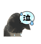 猫のサブちゃん（個別スタンプ：6）
