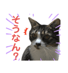 猫のサブちゃん（個別スタンプ：7）