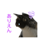 猫のサブちゃん（個別スタンプ：8）