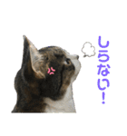 猫のサブちゃん（個別スタンプ：9）