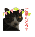 猫のサブちゃん（個別スタンプ：10）