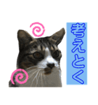 猫のサブちゃん（個別スタンプ：11）