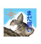 猫のサブちゃん（個別スタンプ：13）