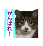 猫のサブちゃん（個別スタンプ：14）