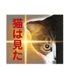 猫のサブちゃん（個別スタンプ：15）