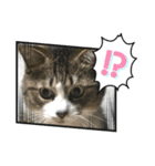 猫のサブちゃん（個別スタンプ：16）