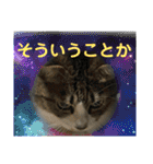 猫のサブちゃん（個別スタンプ：17）