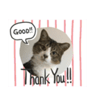 猫のサブちゃん（個別スタンプ：18）