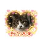 猫のサブちゃん（個別スタンプ：19）