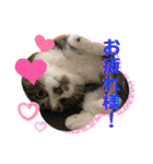 猫のサブちゃん（個別スタンプ：20）