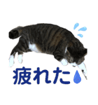 猫のサブちゃん（個別スタンプ：21）